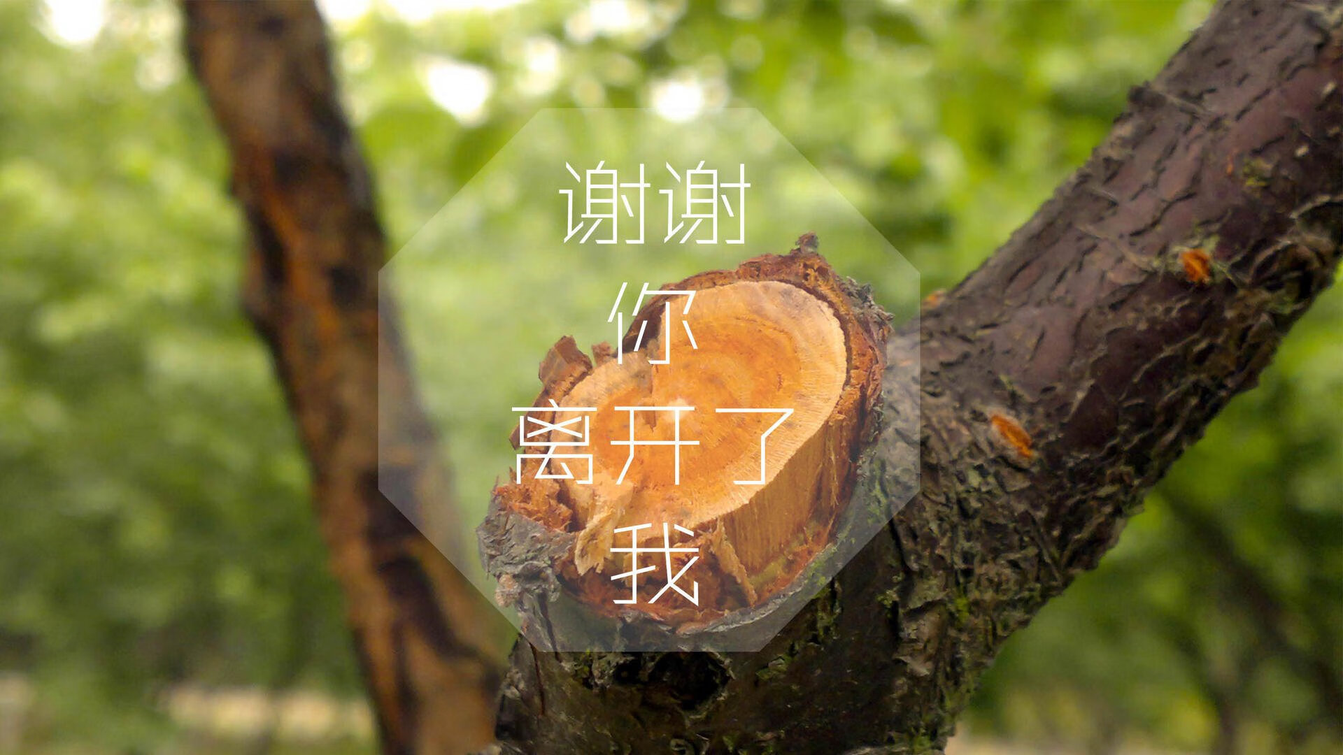 第一线：裁判判决对比分的决定性影响分析，裁判对比赛的影响