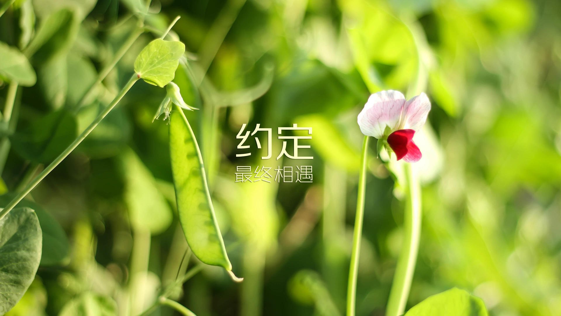 b体育平台-太阳队遗憾失利！晋级前景堪忧！，太阳队近况
