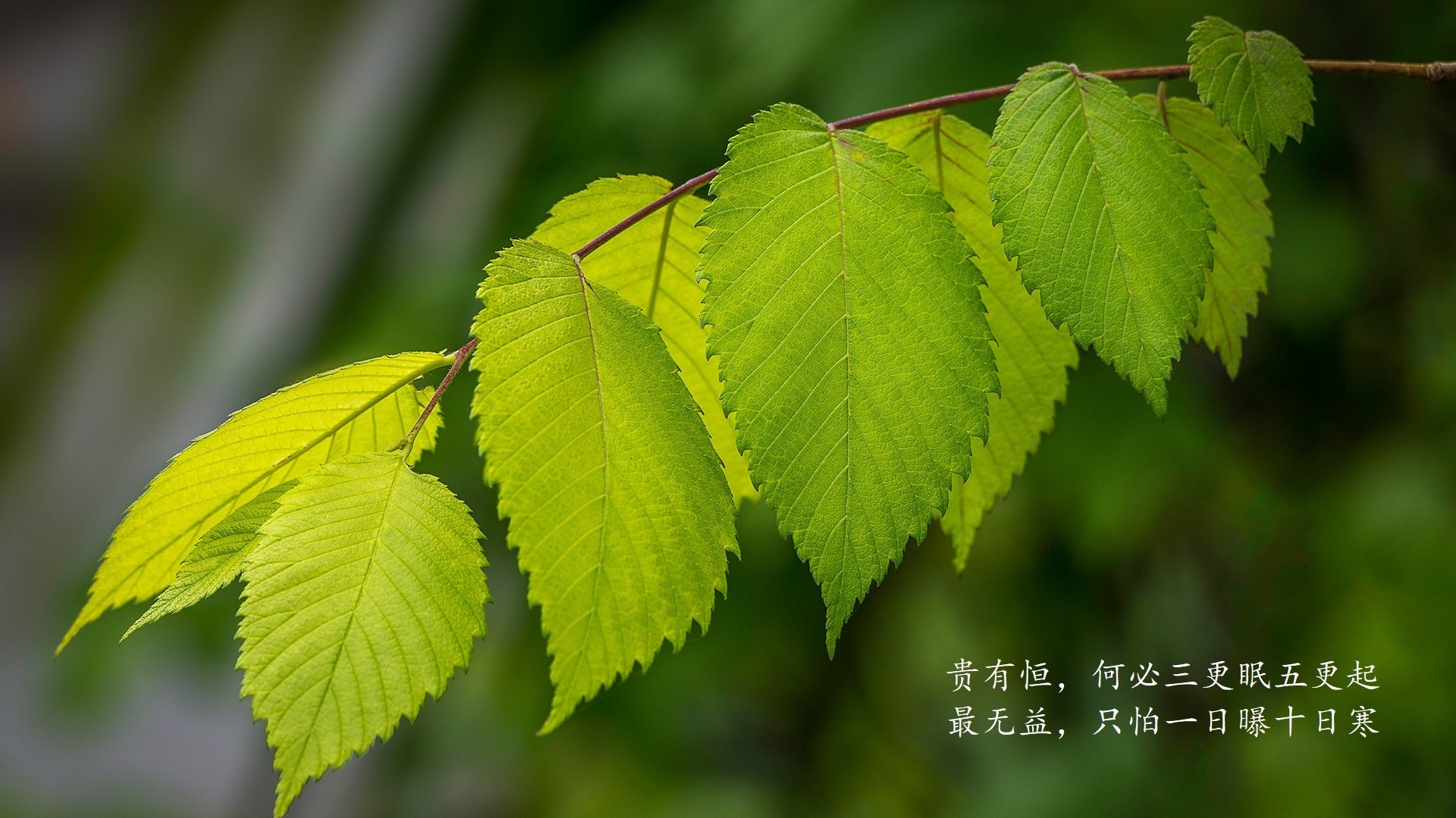 英格兰队在欧洲杯半决赛中2-1击败荷兰，晋级决赛，欧州杯半决赛英格兰对丹麦