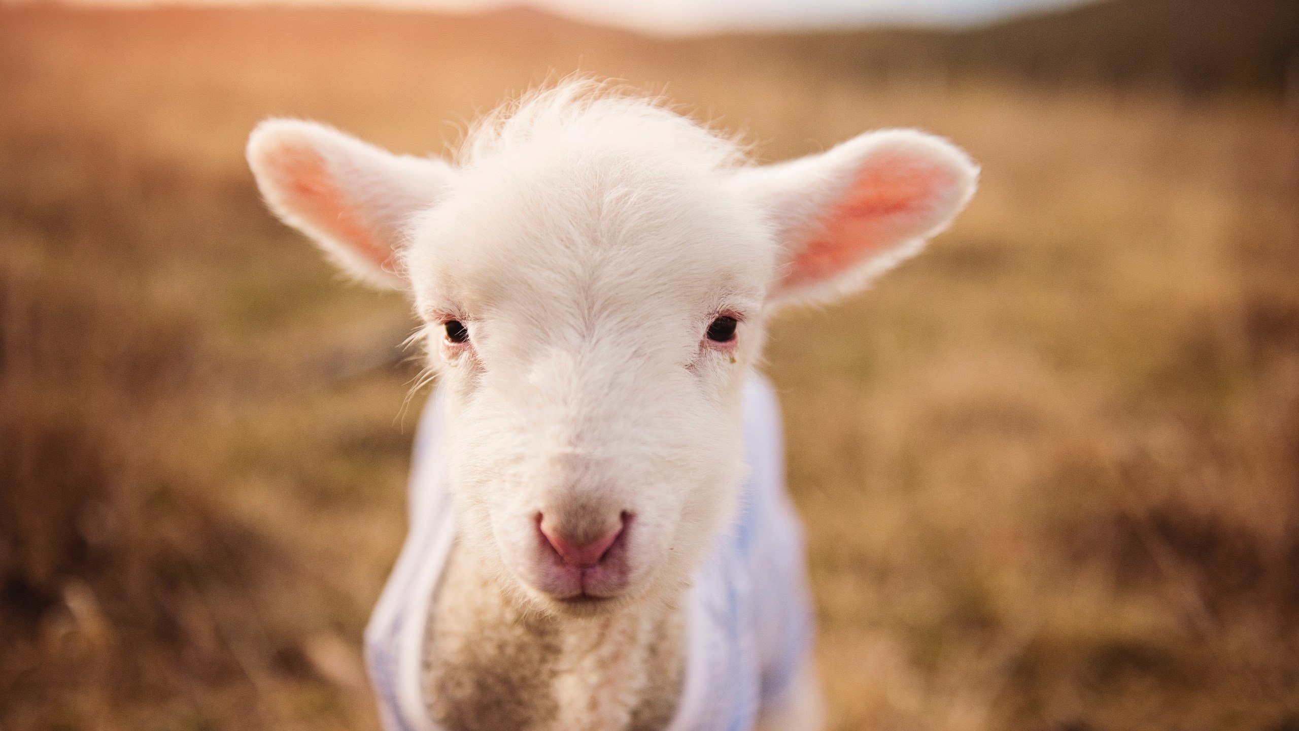 北京鸭注重替补球员成长优化轮换阵容,cba北京鸭是指哪队