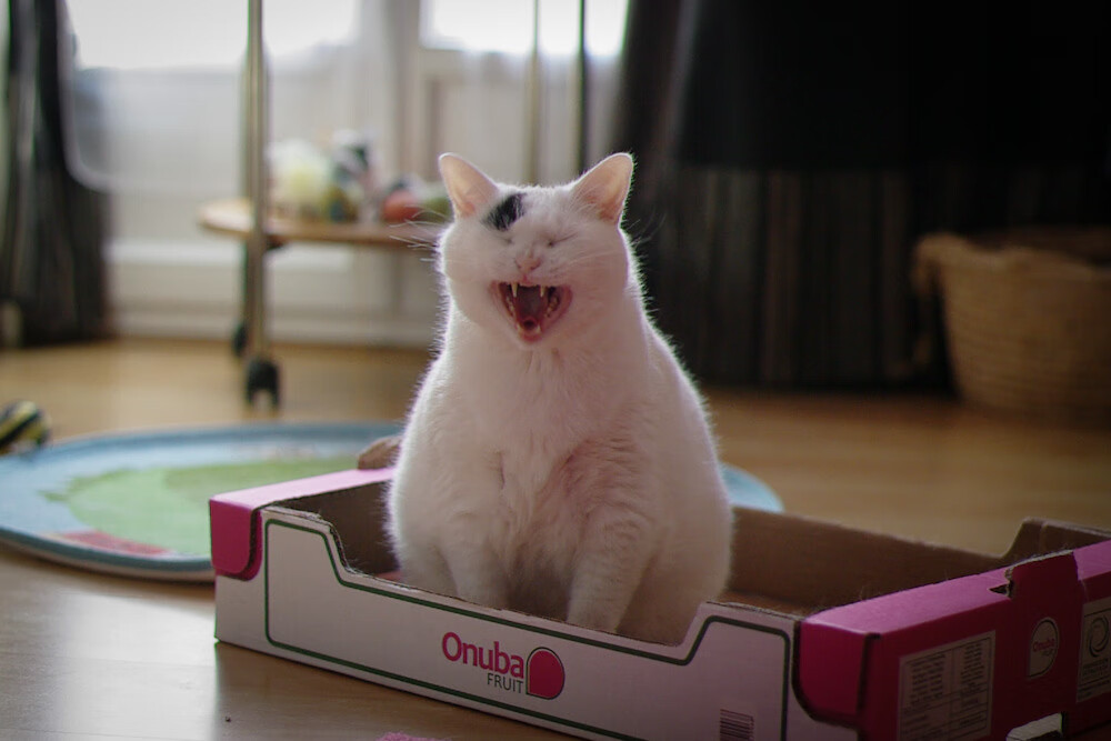 英国男子接力队赛后分享备战心得,英国接力银牌被取消